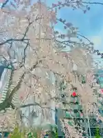 櫻岡大神宮の自然