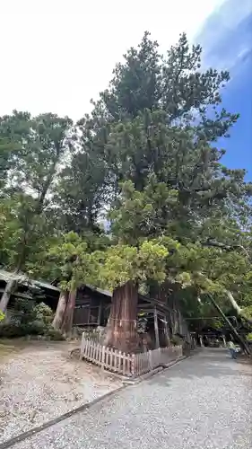 仁科神明宮の自然