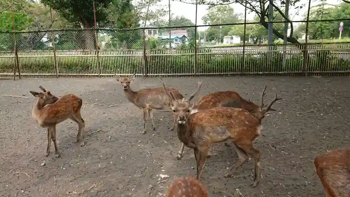相州春日神社の動物