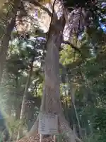 朝日神社の自然