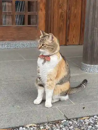 前玉神社の動物