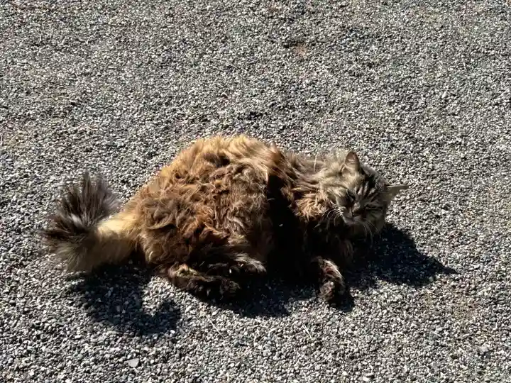 山梨縣護國神社の動物