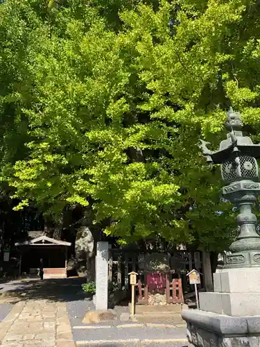 熊野大社の自然