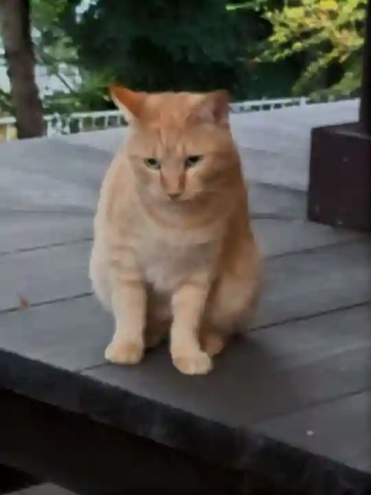 観音寺の末社・摂社