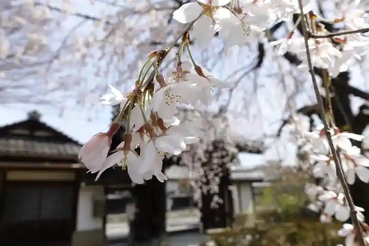 上品蓮台寺の自然