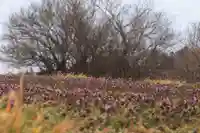 阿久津「田村神社」(郡山市阿久津町)旧社名:伊豆箱根三嶋三社の自然