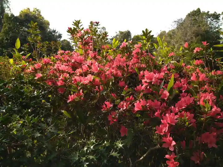 阿智神社の自然
