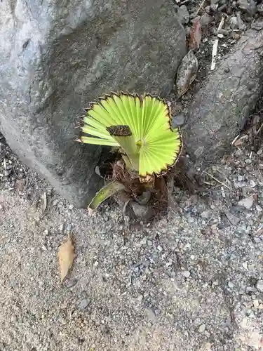 若宮神明社の自然