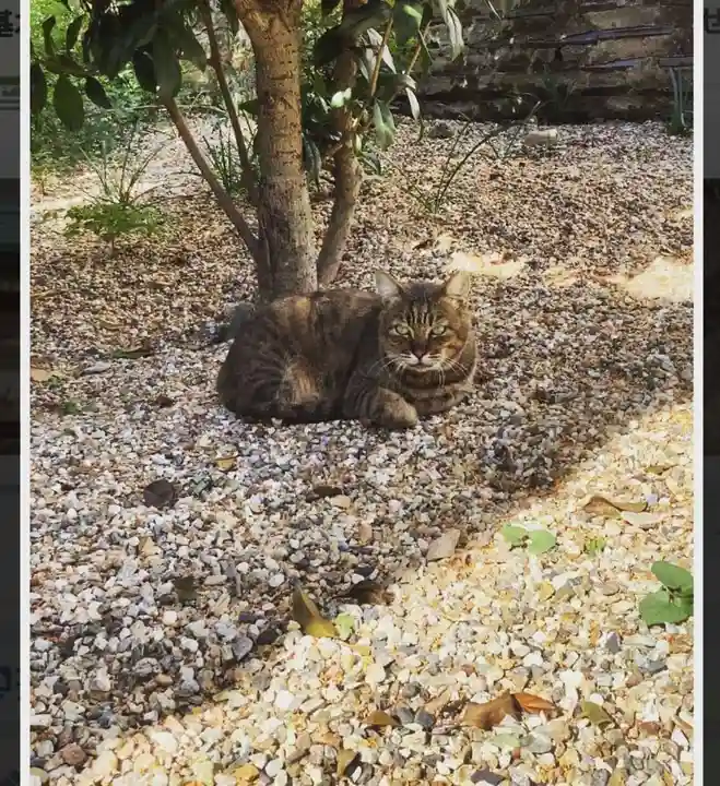 三輪神社の動物