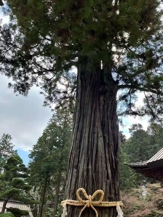 北口本宮冨士浅間神社の自然