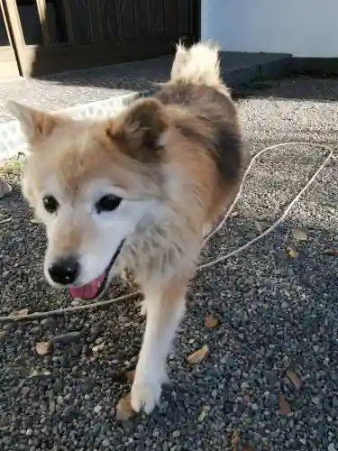 別雷皇太神の動物