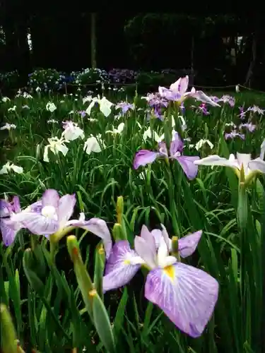 妙法寺(東京都)