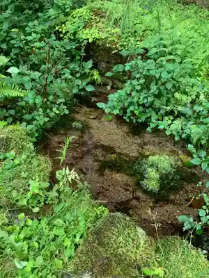 金花猫大明神の自然