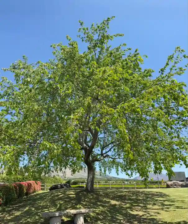 白川吉見神社(熊本県)