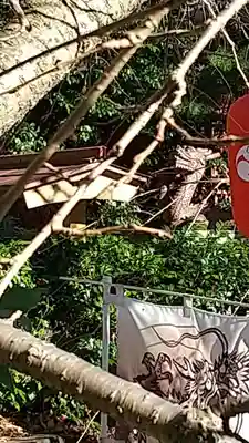 田無神社(東京都)
