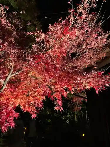 善法律寺の自然