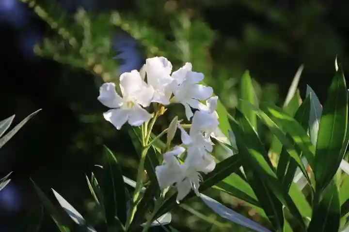 隠津島神社の庭園