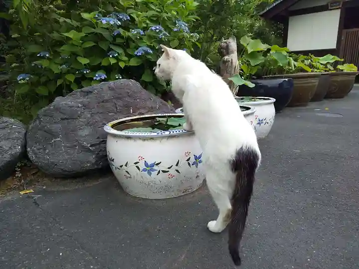 御誕生寺(猫寺)の動物