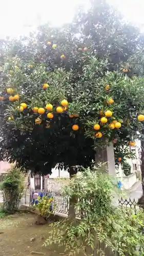 天祖神社の自然