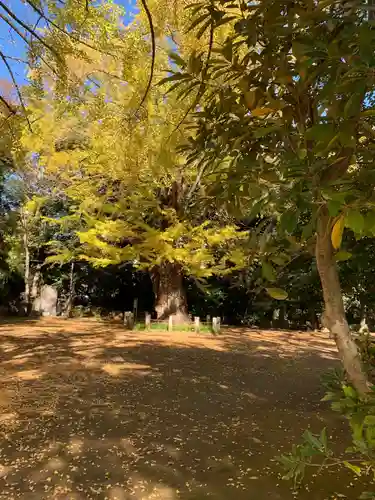 赤坂氷川神社の自然