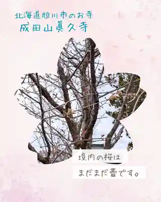 眞久寺(北海道)