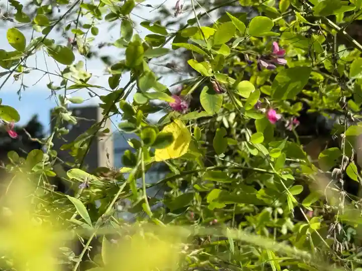 愛宕神社の自然