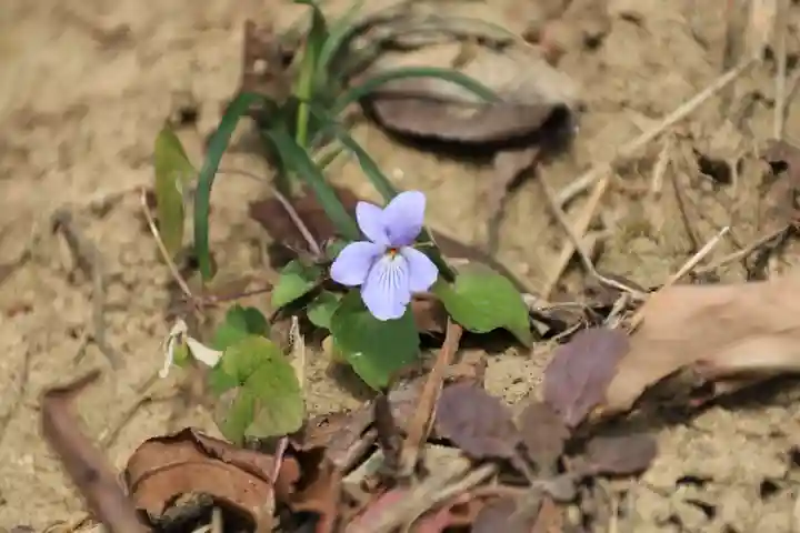 熊野神社の自然