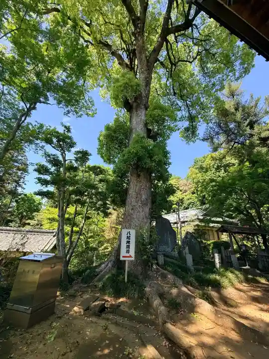 岩殿山安楽寺(吉見観音)の{uncategorized: "未分類", other: "その他", undefined: "問題あり", building: "その他建物", grave: "お墓", sacred_gate: "鳥居", guardian: "狛犬", statue: "像", buddha: "仏像", history: "歴史", nature: "自然", garden: "庭園", animal: "動物", pagoda: "塔", temizu: "手水舎", mountain_gate: "山門・神門", sanctuary: "本殿・本堂", subordinate: "末社・摂社", art: "芸術", scenery: "景色", jizo: "地蔵", ema: "絵馬", goshuin: "御朱印", omikuji: "おみくじ", items: "授与品その他", amulet: "お守り", goshuincho: "御朱印帳", eats: "食事", festival: "お祭り", votive_dance: "神楽", shichigosan: "七五三参", wedding: "結婚式", experience: "体験その他", initially: "初詣", around: "周辺", anti_infection: "感染症対策"}