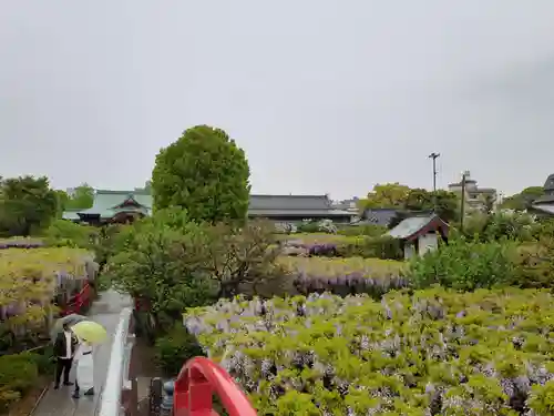 亀戸天神社の景色