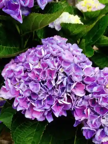 宝祥寺(東京都)
