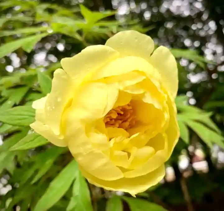 滑川神社 - 仕事と子どもの守り神の自然
