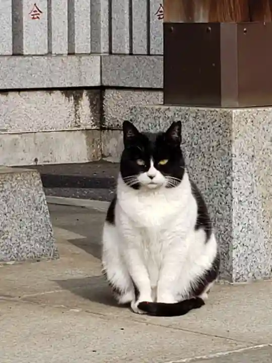 白金氷川神社の動物