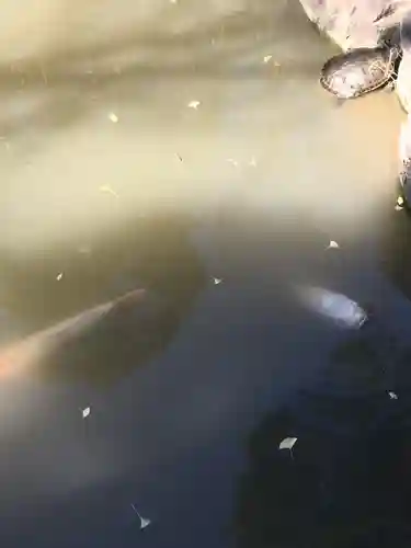 高幡不動尊　金剛寺(東京都)