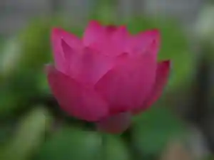 極楽山 浄土寺の自然(2021年07月11日(日) 09時16分20秒投稿)