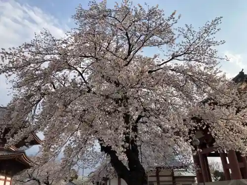 池上本門寺の自然