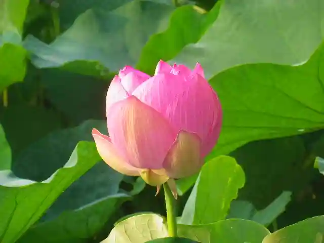 鶴岡八幡宮の自然