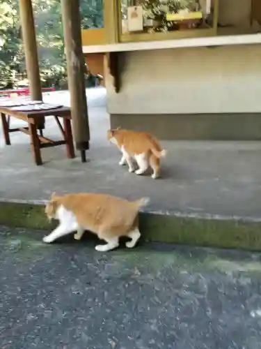 間々田八幡宮の動物