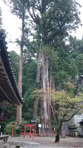 日光二荒山神社の自然