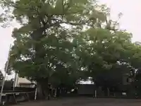 下清水八幡神社の自然