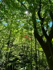 山家神社奥宮の自然