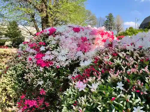 根津神社の自然