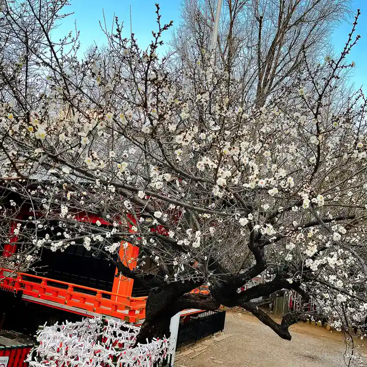 花園神社の自然