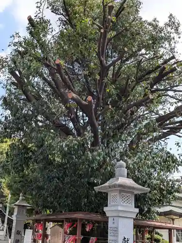 白山神社（二子町）の自然
