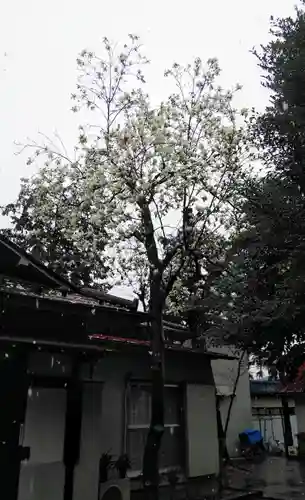 山王稲穂神社の自然