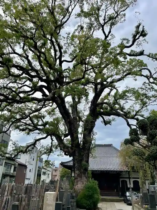 大雄寺(東京都)