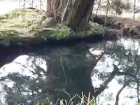 一本杉神社(島根県)