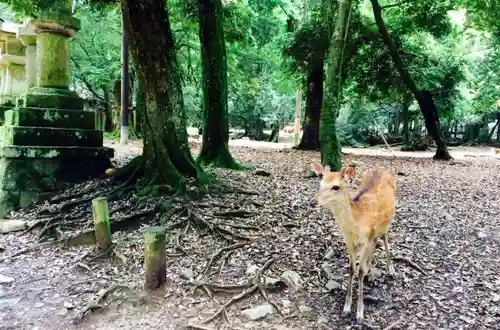 春日大社の動物