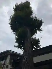 越谷香取神社(埼玉県)