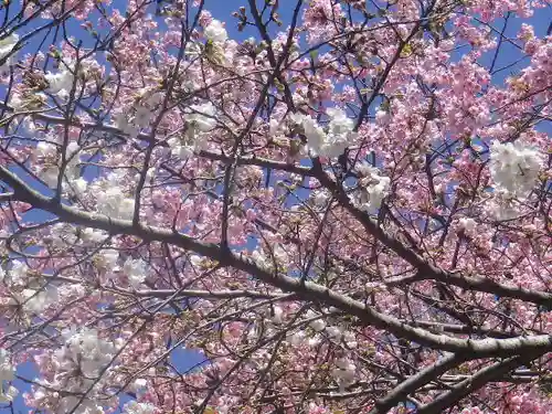 鶴岡八幡宮の自然