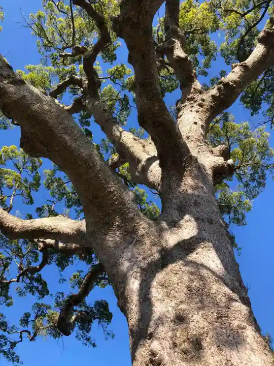 大木神社跡地の自然